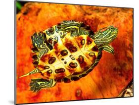 Red Ear Slider Hatchling-David Northcott-Mounted Premium Photographic Print