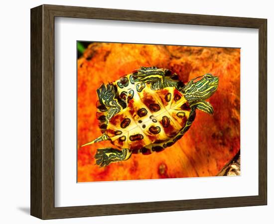 Red Ear Slider Hatchling-David Northcott-Framed Photographic Print