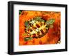 Red Ear Slider Hatchling-David Northcott-Framed Photographic Print