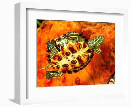 Red Ear Slider Hatchling-David Northcott-Framed Photographic Print