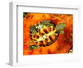 Red Ear Slider Hatchling-David Northcott-Framed Photographic Print