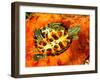 Red Ear Slider Hatchling-David Northcott-Framed Photographic Print