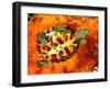 Red Ear Slider Hatchling-David Northcott-Framed Photographic Print