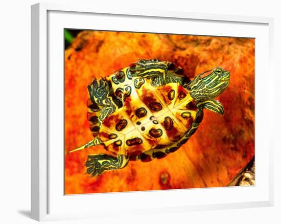 Red Ear Slider Hatchling-David Northcott-Framed Photographic Print