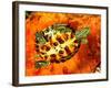 Red Ear Slider Hatchling-David Northcott-Framed Photographic Print