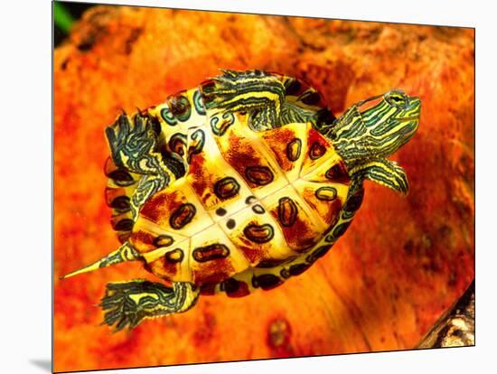 Red Ear Slider Hatchling-David Northcott-Mounted Photographic Print