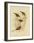 Red-Eared Finch, 1891-Gracius Broinowski-Framed Giclee Print