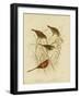 Red-Eared Finch, 1891-Gracius Broinowski-Framed Giclee Print