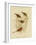Red-Eared Finch, 1891-Gracius Broinowski-Framed Giclee Print