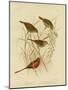 Red-Eared Finch, 1891-Gracius Broinowski-Mounted Giclee Print