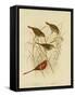 Red-Eared Finch, 1891-Gracius Broinowski-Framed Stretched Canvas