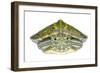 Red-Eared Slider (Trachemys Scripta Elegans) Juvenile Portrait-Seth Patterson-Framed Photographic Print