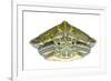 Red-Eared Slider (Trachemys Scripta Elegans) Juvenile Portrait-Seth Patterson-Framed Photographic Print