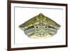 Red-Eared Slider (Trachemys Scripta Elegans) Juvenile Portrait-Seth Patterson-Framed Photographic Print