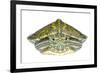 Red-Eared Slider (Trachemys Scripta Elegans) Juvenile Portrait-Seth Patterson-Framed Photographic Print