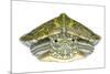 Red-Eared Slider (Trachemys Scripta Elegans) Juvenile Portrait-Seth Patterson-Mounted Photographic Print