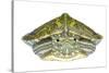 Red-Eared Slider (Trachemys Scripta Elegans) Juvenile Portrait-Seth Patterson-Stretched Canvas