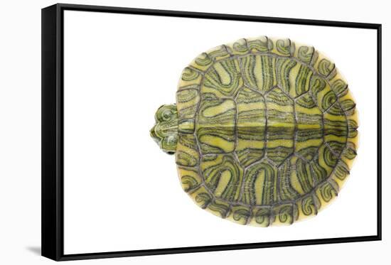 Red-Eared Slider (Trachemys Scripta Elegans) Juvenile Viewed From Above-Seth Patterson-Framed Stretched Canvas