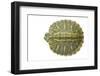 Red-Eared Slider (Trachemys Scripta Elegans) Juvenile Viewed From Above-Seth Patterson-Framed Premium Photographic Print