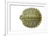 Red-Eared Slider (Trachemys Scripta Elegans) Juvenile Viewed From Above-Seth Patterson-Framed Photographic Print