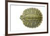 Red-Eared Slider (Trachemys Scripta Elegans) Juvenile Viewed From Above-Seth Patterson-Framed Photographic Print