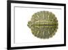 Red-Eared Slider (Trachemys Scripta Elegans) Juvenile Viewed From Above-Seth Patterson-Framed Photographic Print