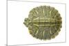 Red-Eared Slider (Trachemys Scripta Elegans) Juvenile Viewed From Above-Seth Patterson-Mounted Photographic Print