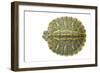 Red-Eared Slider (Trachemys Scripta Elegans) Juvenile Viewed From Above-Seth Patterson-Framed Photographic Print