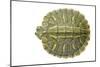 Red-Eared Slider (Trachemys Scripta Elegans) Juvenile Viewed From Above-Seth Patterson-Mounted Photographic Print