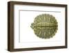 Red-Eared Slider (Trachemys Scripta Elegans) Juvenile Viewed From Above-Seth Patterson-Framed Photographic Print