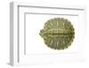 Red-Eared Slider (Trachemys Scripta Elegans) Juvenile Viewed From Above-Seth Patterson-Framed Photographic Print