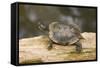 Red Eared Slider Turtle-Hal Beral-Framed Stretched Canvas