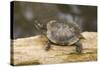 Red Eared Slider Turtle-Hal Beral-Stretched Canvas