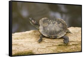 Red Eared Slider Turtle-Hal Beral-Framed Stretched Canvas