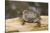 Red Eared Slider Turtle-Hal Beral-Stretched Canvas