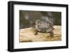 Red Eared Slider Turtle-Hal Beral-Framed Premium Photographic Print