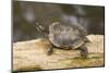 Red Eared Slider Turtle-Hal Beral-Mounted Premium Photographic Print