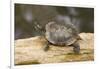 Red Eared Slider Turtle-Hal Beral-Framed Photographic Print