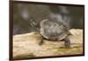 Red Eared Slider Turtle-Hal Beral-Framed Photographic Print