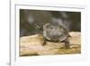 Red Eared Slider Turtle-Hal Beral-Framed Photographic Print