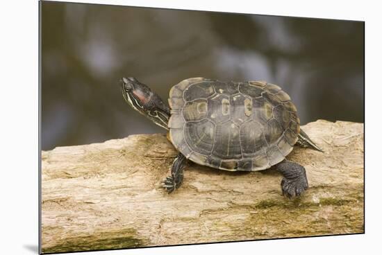 Red Eared Slider Turtle-Hal Beral-Mounted Photographic Print