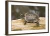 Red Eared Slider Turtle-Hal Beral-Framed Photographic Print