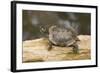 Red Eared Slider Turtle-Hal Beral-Framed Photographic Print