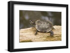 Red Eared Slider Turtle-Hal Beral-Framed Photographic Print