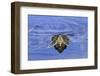 Red-eared Turtle (Trachemys scripta elegans) adult, close-up of head, surfacing from water, Florida-Edward Myles-Framed Photographic Print