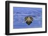 Red-eared Turtle (Trachemys scripta elegans) adult, close-up of head, surfacing from water, Florida-Edward Myles-Framed Photographic Print