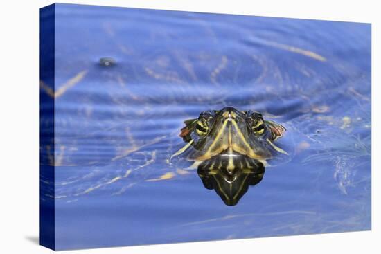 Red-eared Turtle (Trachemys scripta elegans) adult, close-up of head, surfacing from water, Florida-Edward Myles-Stretched Canvas