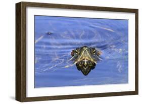 Red-eared Turtle (Trachemys scripta elegans) adult, close-up of head, surfacing from water, Florida-Edward Myles-Framed Photographic Print