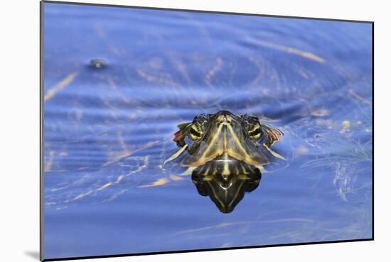 Red-eared Turtle (Trachemys scripta elegans) adult, close-up of head, surfacing from water, Florida-Edward Myles-Mounted Photographic Print