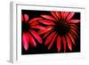 Red Echinacea-Ike Leahy-Framed Photographic Print